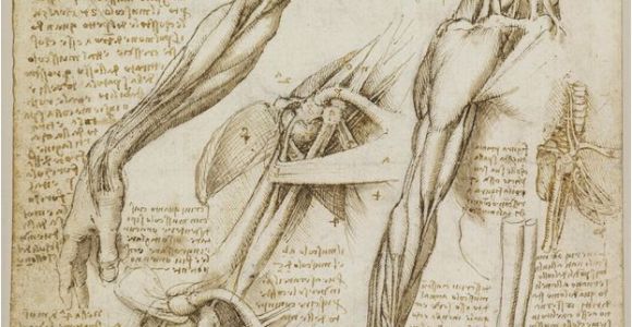 Leonardo Da Vinci Wall Murals A Rare Glimpse Of Leonardo Da Vinci S Anatomical Drawings