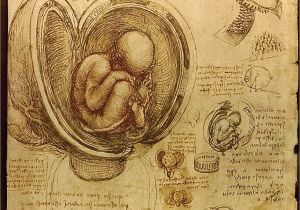 Leonardo Da Vinci Wall Murals Dataja Da Vinci Stu S Of Embryos Luc Viatour – Wikipedija