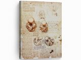 Leonardo Da Vinci Wall Murals the Foetus In the Womb Stu S by Leonardo Da Vinci Wall Art Canvas Prints