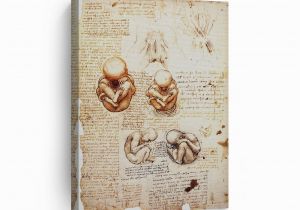 Leonardo Da Vinci Wall Murals the Foetus In the Womb Stu S by Leonardo Da Vinci Wall Art Canvas Prints