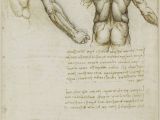 Leonardo Da Vinci Wall Murals the Muscles Of the Back and Arm Leonardo Da Vinci Vinci