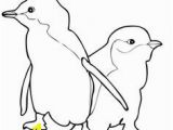 Little Blue Penguin Coloring Page 22 Best Preschool Penguins Images On Pinterest