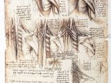 Lost Leonardo Da Vinci Mural Behind False Wall Anatomical Study the Muscles the Back by Leonardo Da Vinci