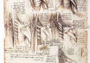 Lost Leonardo Da Vinci Mural Behind False Wall Anatomical Study the Muscles the Back by Leonardo Da Vinci