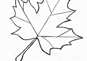 Maple Syrup Coloring Pages Sugar Maple Leaf Sketch Maple Leaves Coloring Pages to Use for