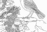 Meadowlark Coloring Page Free Printable Coloring Page oregon State Bird and Flower Western