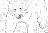 Mean Bear Coloring Pages Realistic Grizzly Bear Coloring Page