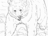 Mean Bear Coloring Pages Realistic Grizzly Bear Coloring Page