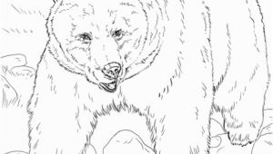 Mean Bear Coloring Pages Realistic Grizzly Bear Coloring Page