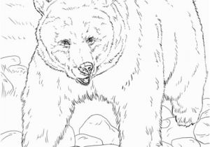 Mean Bear Coloring Pages Realistic Grizzly Bear Coloring Page