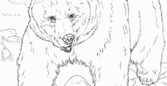 Mean Bear Coloring Pages Realistic Grizzly Bear Coloring Page