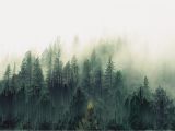 Misty forest Wall Mural General forest Trees Mist Pixel sorting