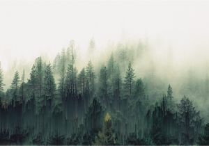 Misty forest Wall Mural General forest Trees Mist Pixel sorting