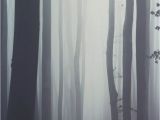 Misty forest Wall Mural Misty forest Wallpaper