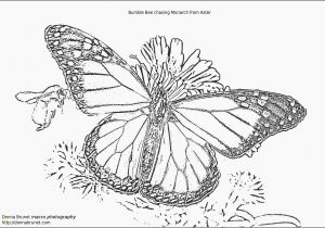 Monarch butterfly Coloring Page Free Printable butterfly Coloring Pages New Beautiful Printable Kids