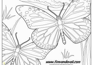 Monarch butterfly Coloring Page Monarch butterfly Coloring Page Tim S Printables