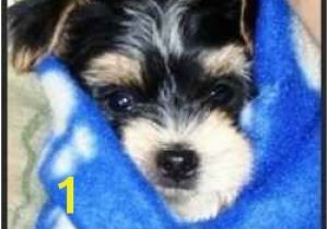 Morkie Coloring Pages Morkie Puppies Pictures Galore Including Images and Slides Of Our