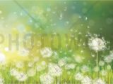 Mountain Morning Wall Mural Dandelion Spring Morning Wall Mural & Wallpaper