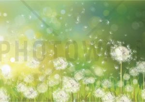 Mountain Morning Wall Mural Dandelion Spring Morning Wall Mural & Wallpaper