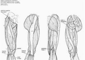 Muscular System Coloring Page 525 Best Example Family Coloring Pages Images