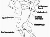 Muscular System Coloring Page 525 Best Example Family Coloring Pages Images