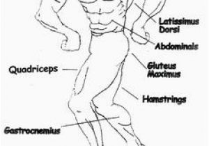 Muscular System Coloring Page 525 Best Example Family Coloring Pages Images