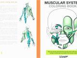 Muscular System Coloring Page Anatomy and Physiology Coloring Pages Printable – Wiggleo