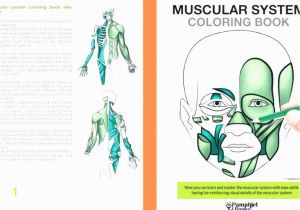 Muscular System Coloring Page Anatomy and Physiology Coloring Pages Printable – Wiggleo
