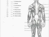 Muscular System Coloring Page Coloring Book 32 Awesome Anatomy & Physiology Coloring