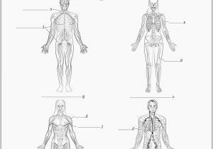 Muscular System Coloring Page for Kids 25 Best S Integumentary System Worksheet Coloring