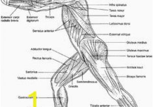 Muscular System Coloring Page for Kids 525 Best Example Family Coloring Pages Images
