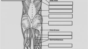 Muscular System Coloring Page for Kids Anatomy and Physiology Coloring Pages Free Download