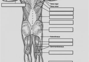 Muscular System Coloring Page for Kids Anatomy and Physiology Coloring Pages Free Download