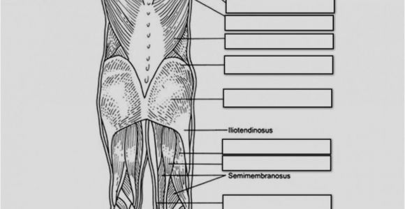 Muscular System Coloring Page for Kids Anatomy and Physiology Coloring Pages Free Download