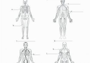 Muscular System Coloring Page for Kids Color Pages Skeletal Systemoring Page for Kids Pages