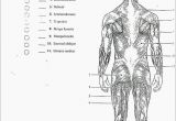 Muscular System Coloring Page for Kids Coloring Book 32 Awesome Anatomy & Physiology Coloring