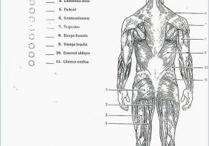 Muscular System Coloring Page for Kids Coloring Book 32 Awesome Anatomy & Physiology Coloring