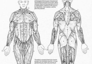 Muscular System Coloring Page for Kids Coloring Page for Kids Free Anatomy Coloring Pages Page
