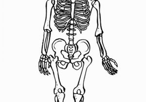 Muscular System Coloring Page for Kids Free Printable Skeleton Coloring Pages for Kids