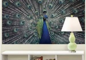 National Geographic Wall Murals 14 Best Peacock Decals Images