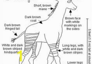 Okapi Coloring Page 102 Best Okapis Images