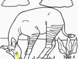 Okapi Coloring Page 102 Best Okapis Images