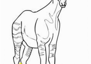 Okapi Coloring Page 12 Best Africa for Kids Images On Pinterest