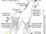 Okapi Coloring Page List Of Synonyms and Antonyms Of the Word Okapi Food