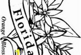 Oklahoma State Flower Coloring Page 85 Best Florida Images On Pinterest