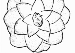 Oklahoma State Flower Coloring Page Flower Page Printable Coloring Sheets