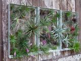 Outdoor Garden Wall Murals Ideas Air Plants In Frames Displayed On Fence
