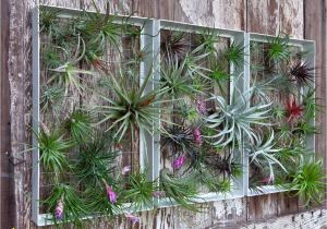 Outdoor Garden Wall Murals Ideas Air Plants In Frames Displayed On Fence