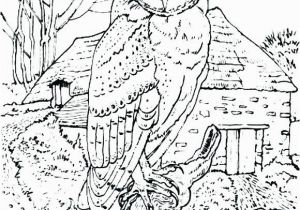 Owl Coloring Pages to Print for Adults Great Horned Owl Colouring Page Owls Coloring Pages to Her with