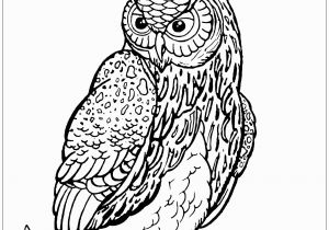 Owl In A Tree Coloring Page Owl On Tree Branch Owls Adult Coloring Pages